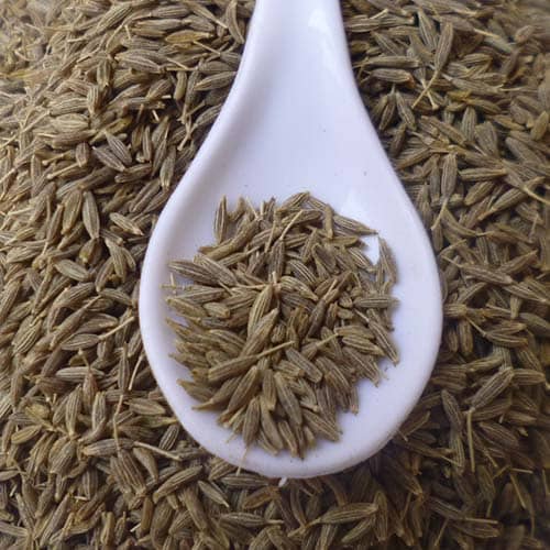cumin seeds suppliers gujarat